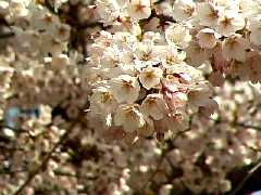 千丈の石割桜